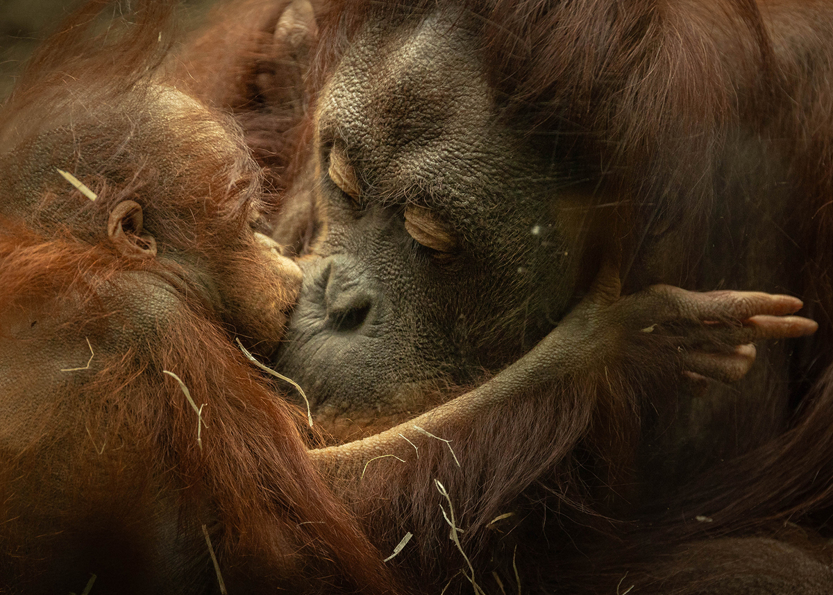 Mother and Baby - Ellen Bell - Highly Commended